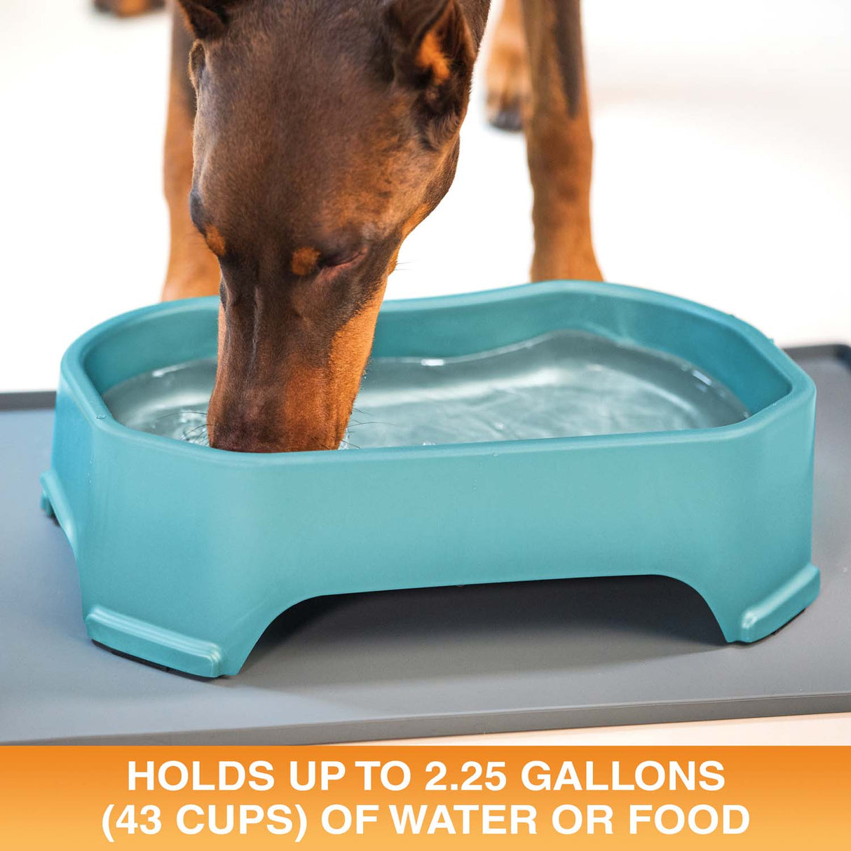 Giant Bowl holds up to 2.25 gallons or 43 cups of water or food