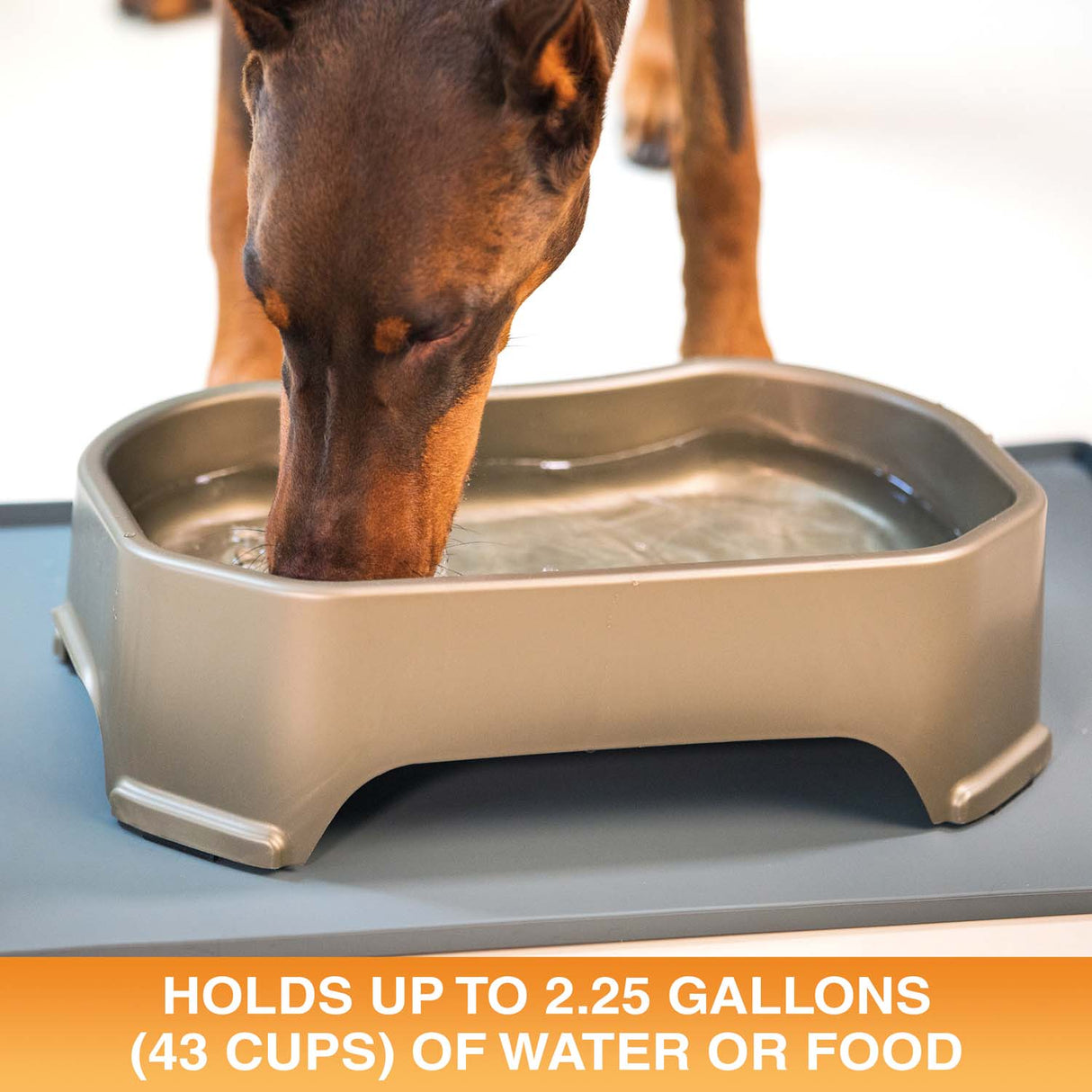 Giant Bowl holds up to 2.25 gallons or 43 cups of water or food
