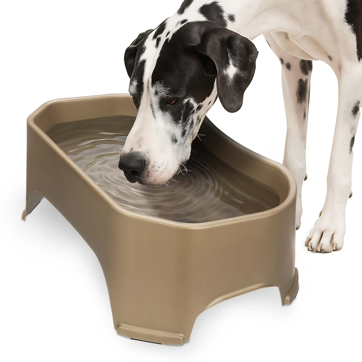 Great Dane drinking from Giant Bowl in Champagne