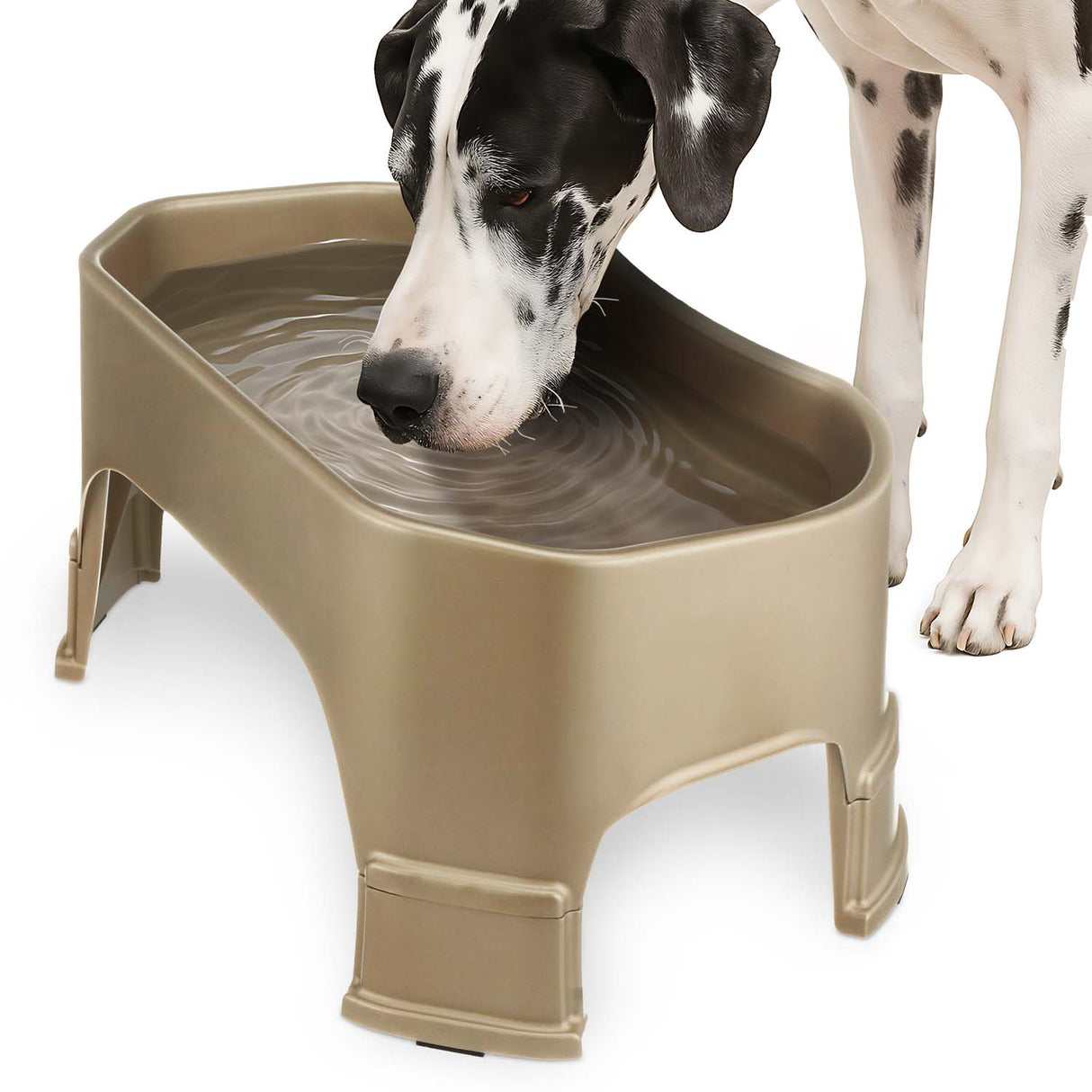 Great Dane drinking from the Giant Bowl with Leg Extensions in Champagne