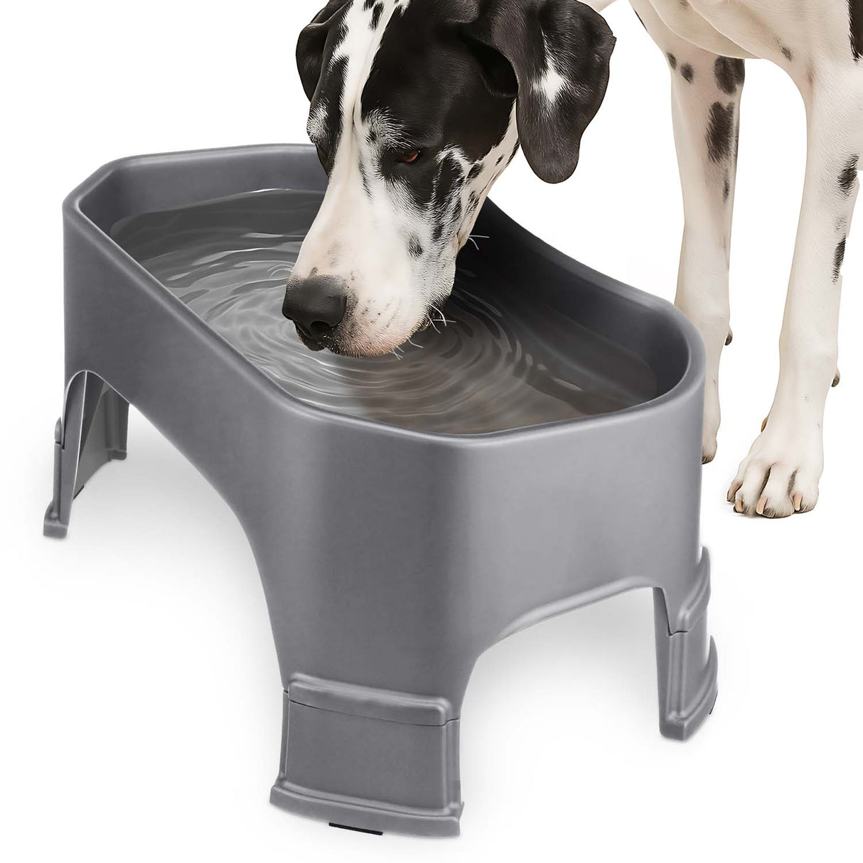 Great Dane drinking from the Giant Bowl with Leg Extensions in Gunmetal