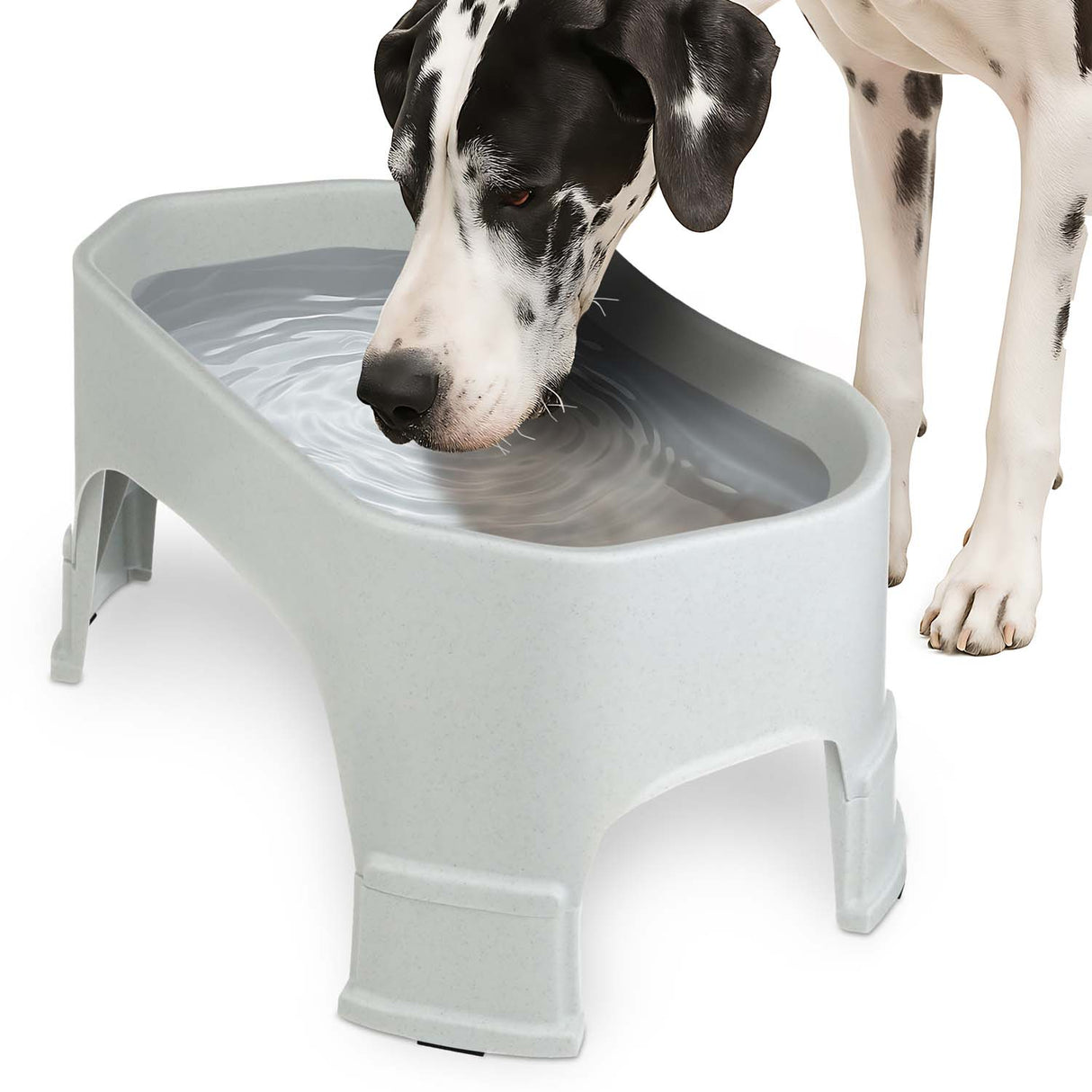 Great Dane drinking from the Giant Bowl with Leg Extensions in Vanilla Bean
