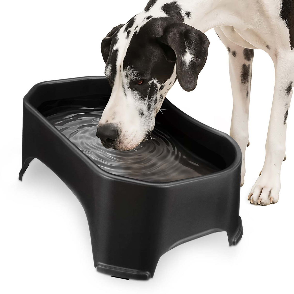 Great Dane drinking from Giant Bowl in Midnight Black