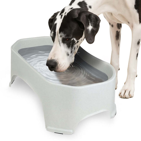 Great Dane drinking from Giant Bowl in Vanilla Bean