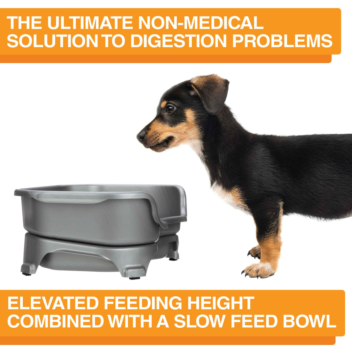 A picture of the Neater Feeder with a dog standing in front of it. The picture explains that the ultimate non-medical solution to digestion problems is elevated feeding combined with a slow feed bowl.