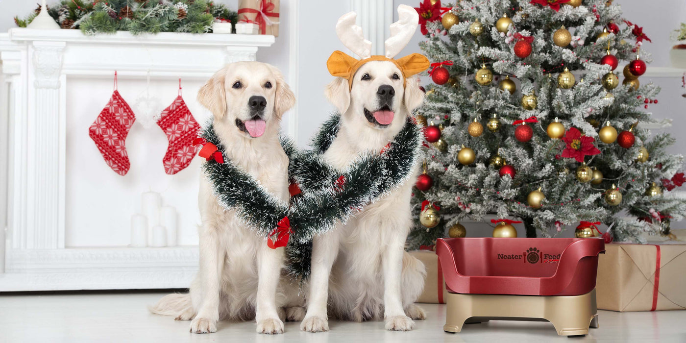 Two dogs next to a Neater Feeder and a Christmas tree