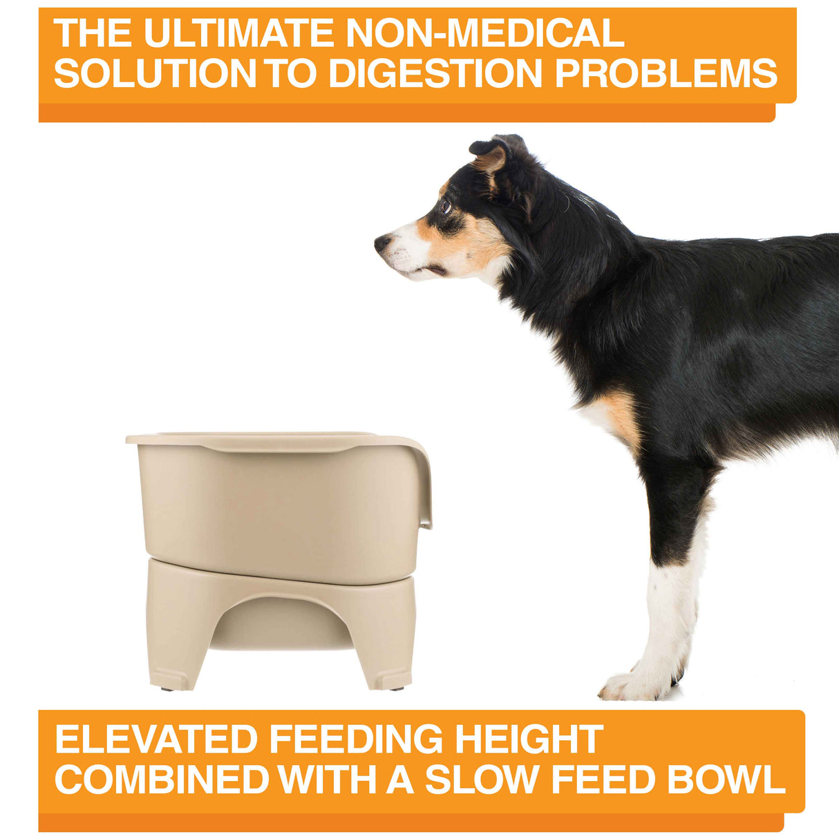 A picture of the Neater Feeder with a dog standing in front of it. The picture explains that the ultimate non-medical solution to digestion problems is elevated feeding combined with a slow feed bowl.