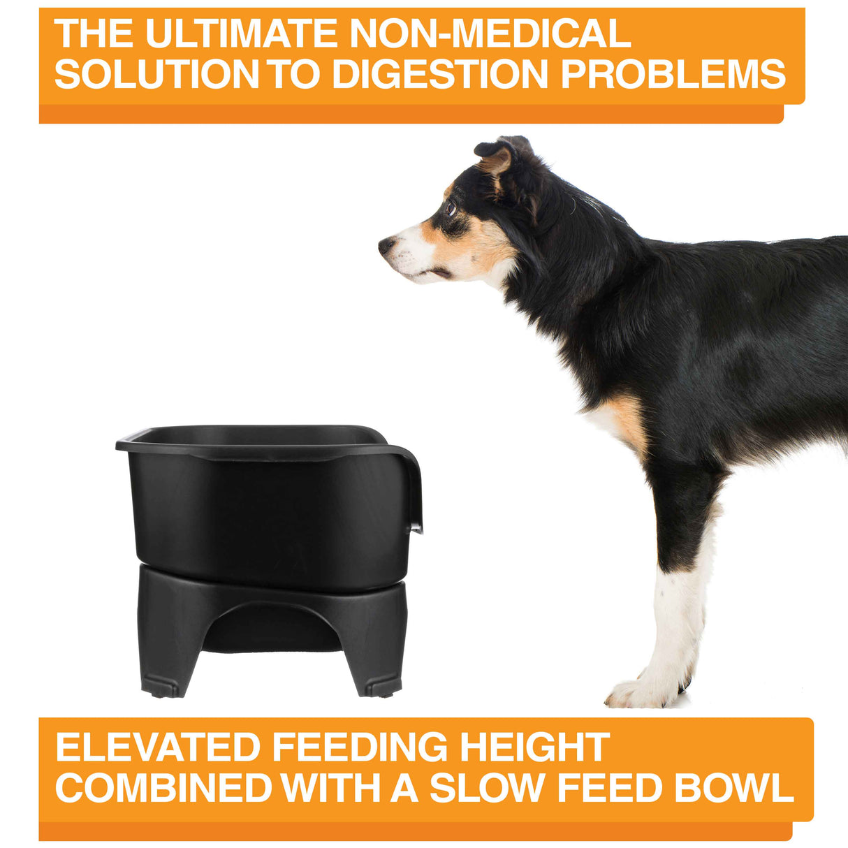 A picture of the Neater Feeder with a dog standing in front of it. The picture explains that the ultimate non-medical solution to digestion problems is elevated feeding combined with a slow feed bowl.