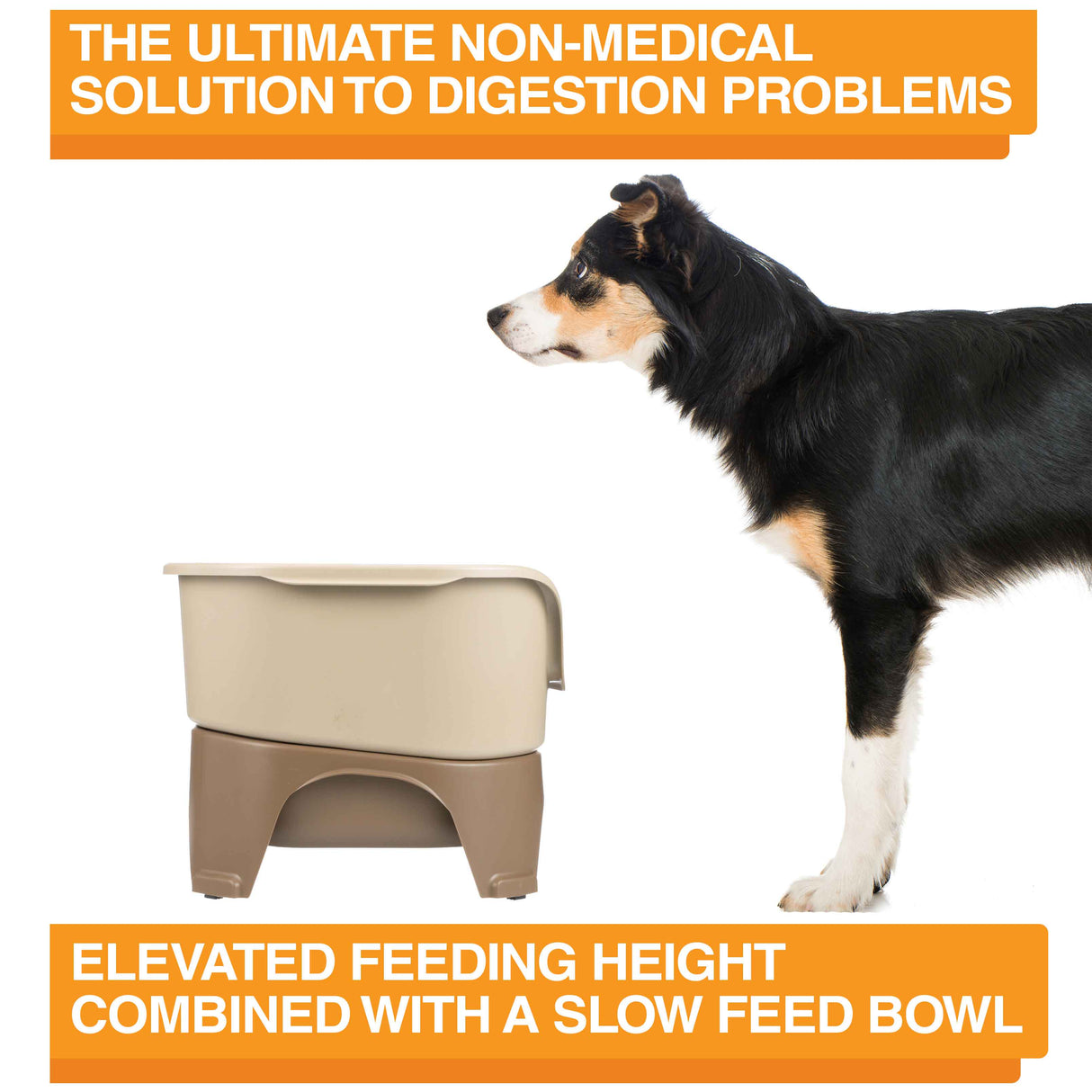 A picture of the Neater Feeder with a dog standing in front of it. The picture explains that the ultimate non-medical solution to digestion problems is elevated feeding combined with a slow feed bowl.
