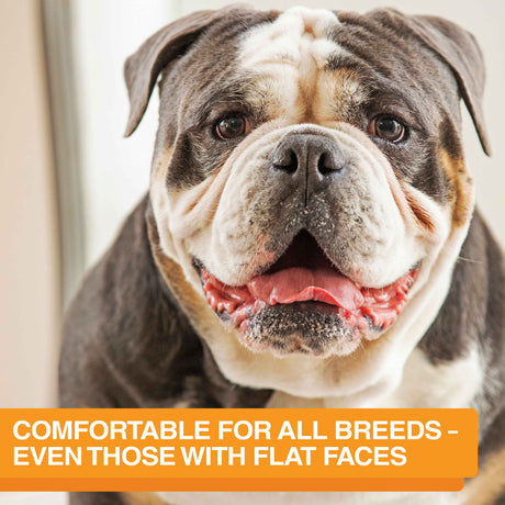 A close-up image of a Bulldog with the text: "Comfortable for all reeds - even those with flat faces."