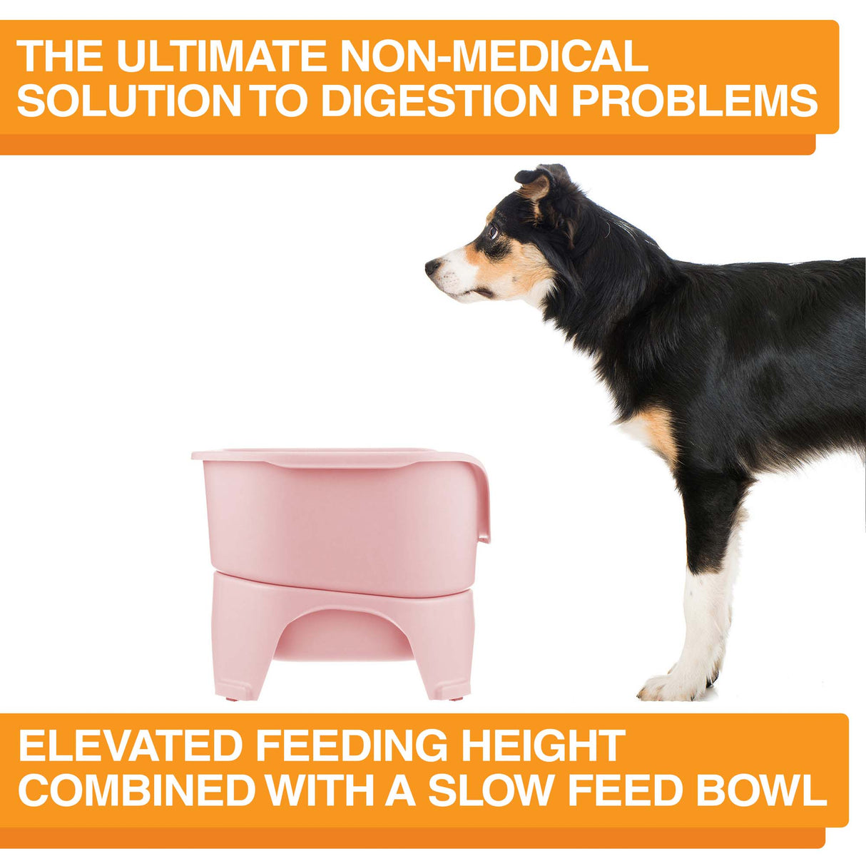 Dog standing next to a pink elevated feeding height product with text about digestion solutions.
