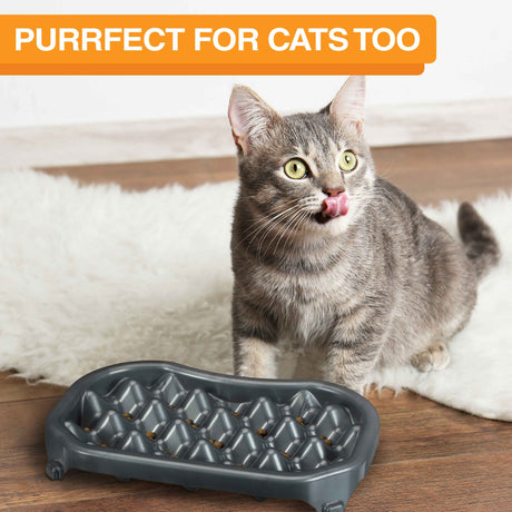 The 2.5 cup Neater Slow Feeder and a cat