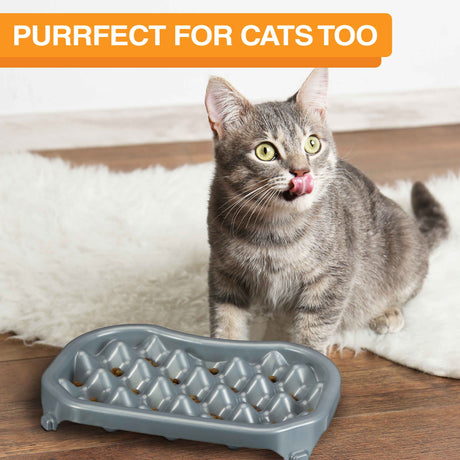 The 2.5 cup Neater Slow Feeder and a cat