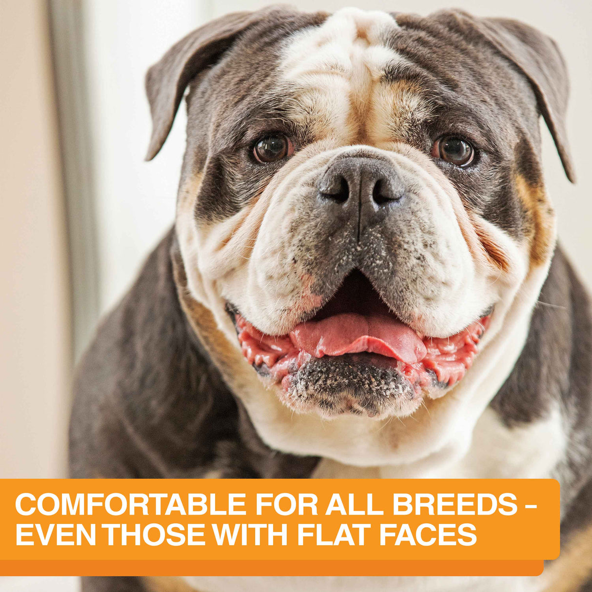 Picture of a Bulldog with text that reads "Comfortable for all breeds - even those with flat faces."