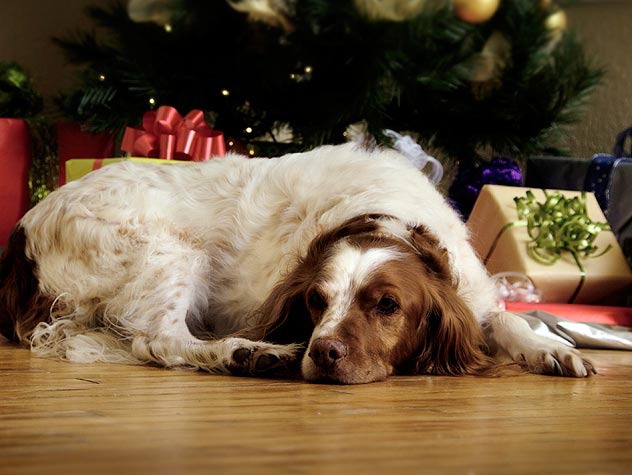 15 Best Gifts for All Dog Lovers This Year