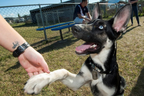 black and white dog shaking hand