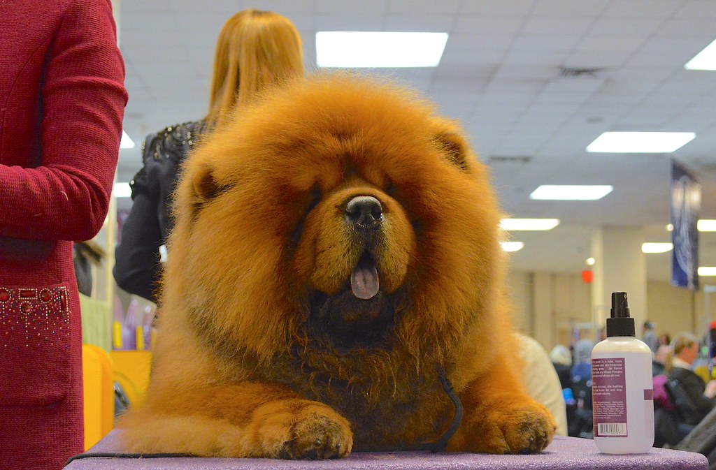 chow chow at a dog show