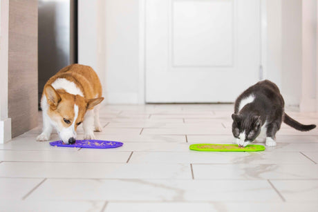 Cat and Dog eating from a Lick Mat