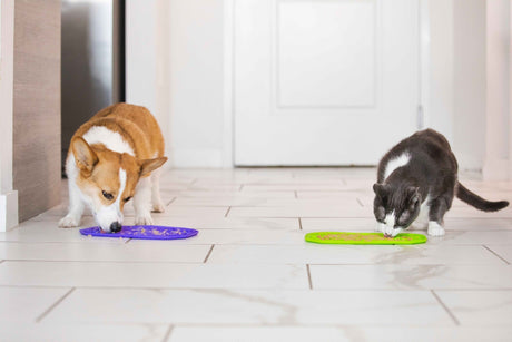 Cat and Dog eating from a Lick Mat