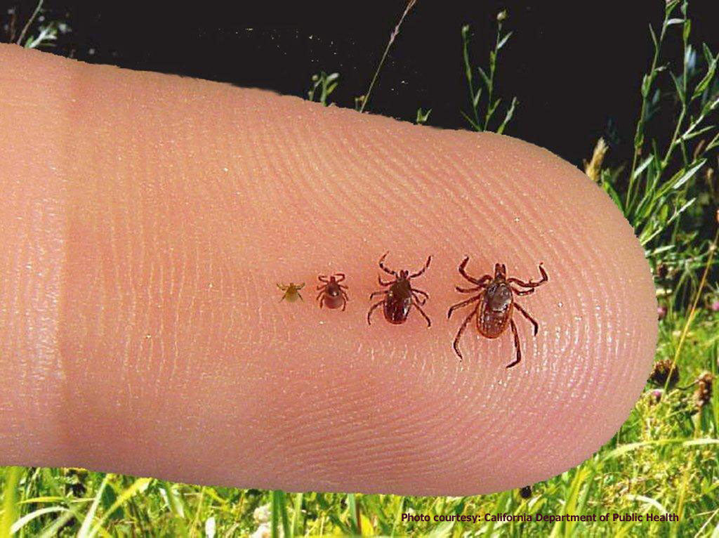 Small tick on sale on dog