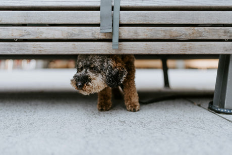 Dog hiding under bench