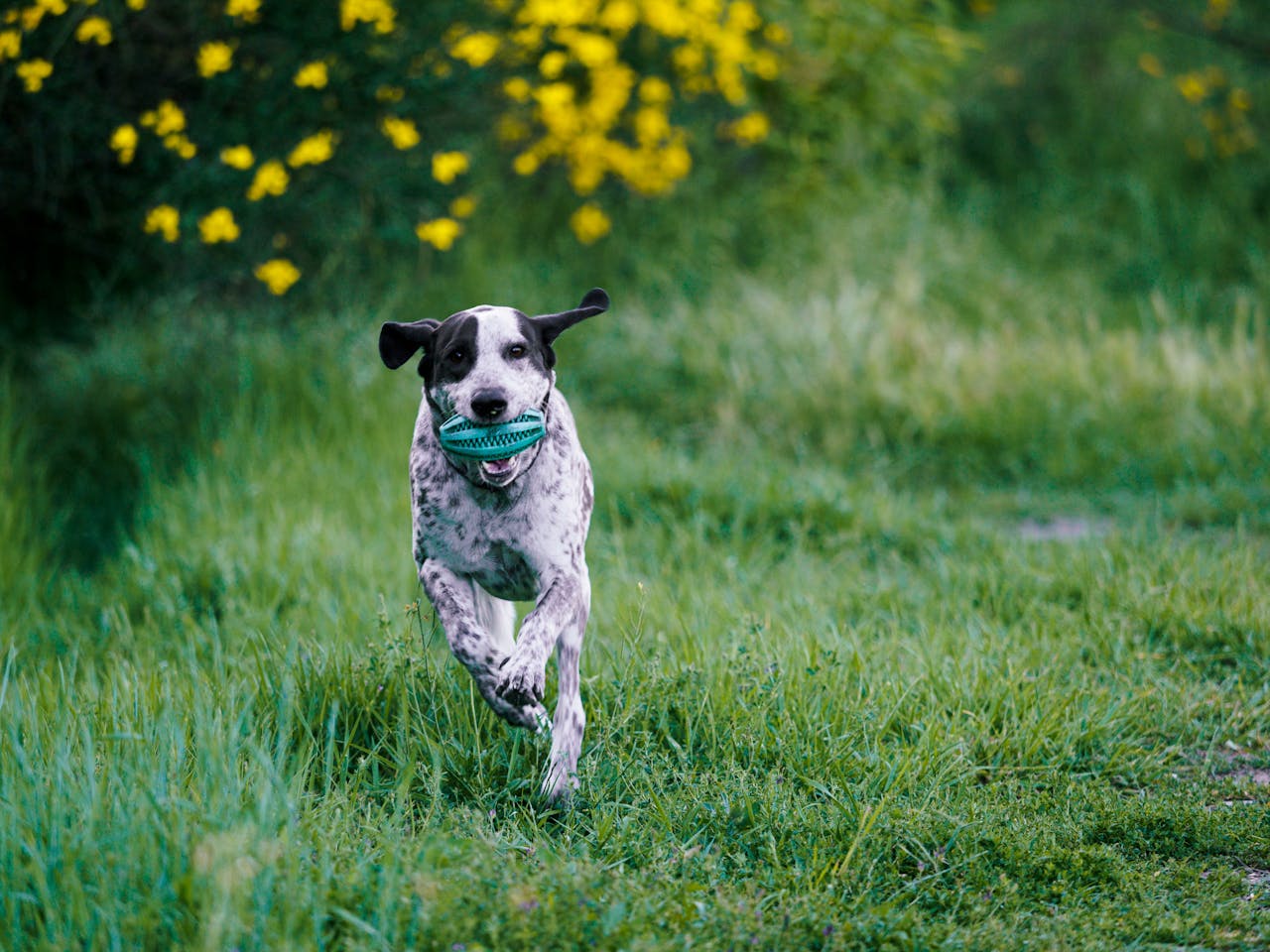 Dog running outside