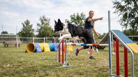 Black and white dog jumping over obstacle with owner in the background.