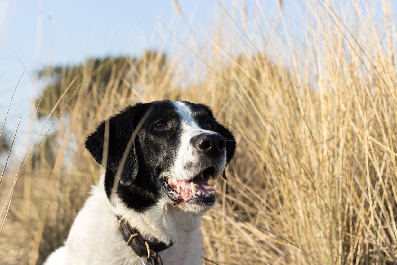 Dog in tall grass