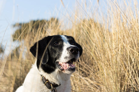 Dog in tall grass