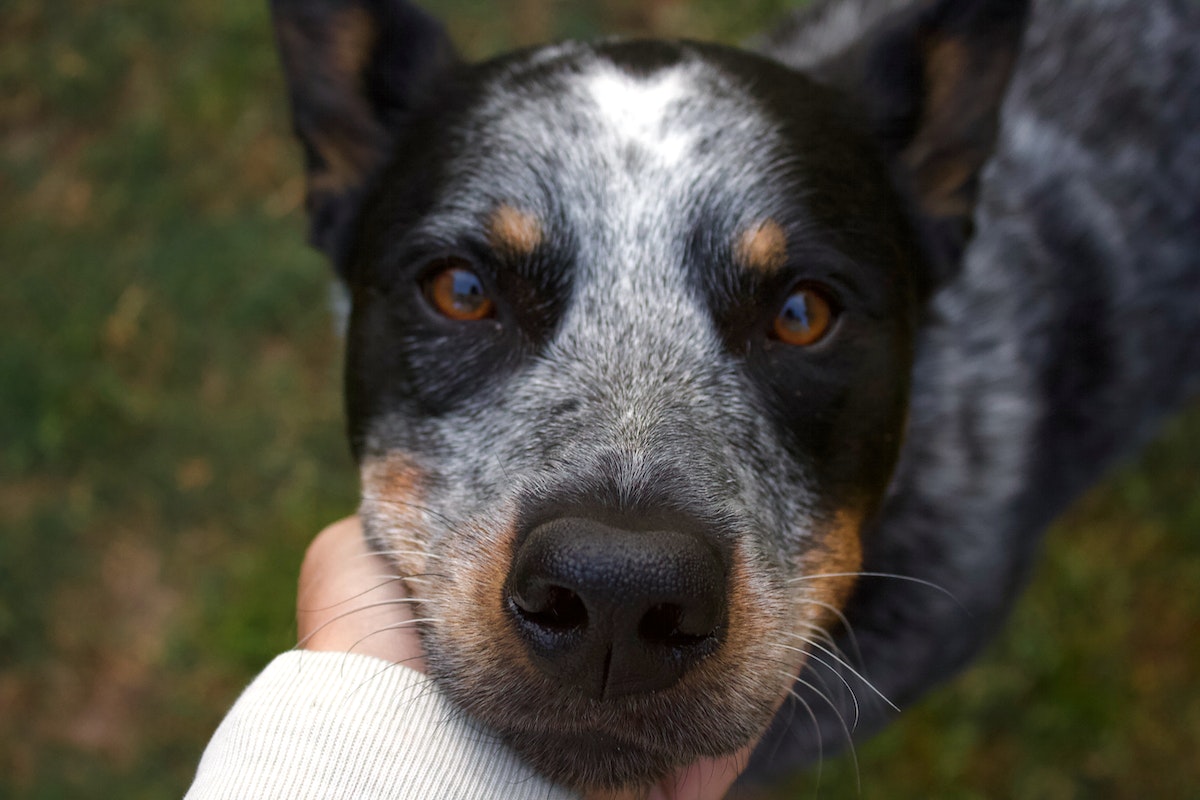 The store blue heeler