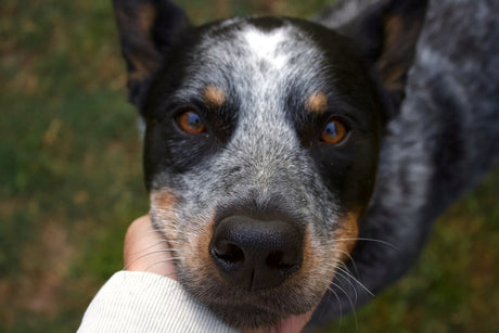 Australian cattle dog