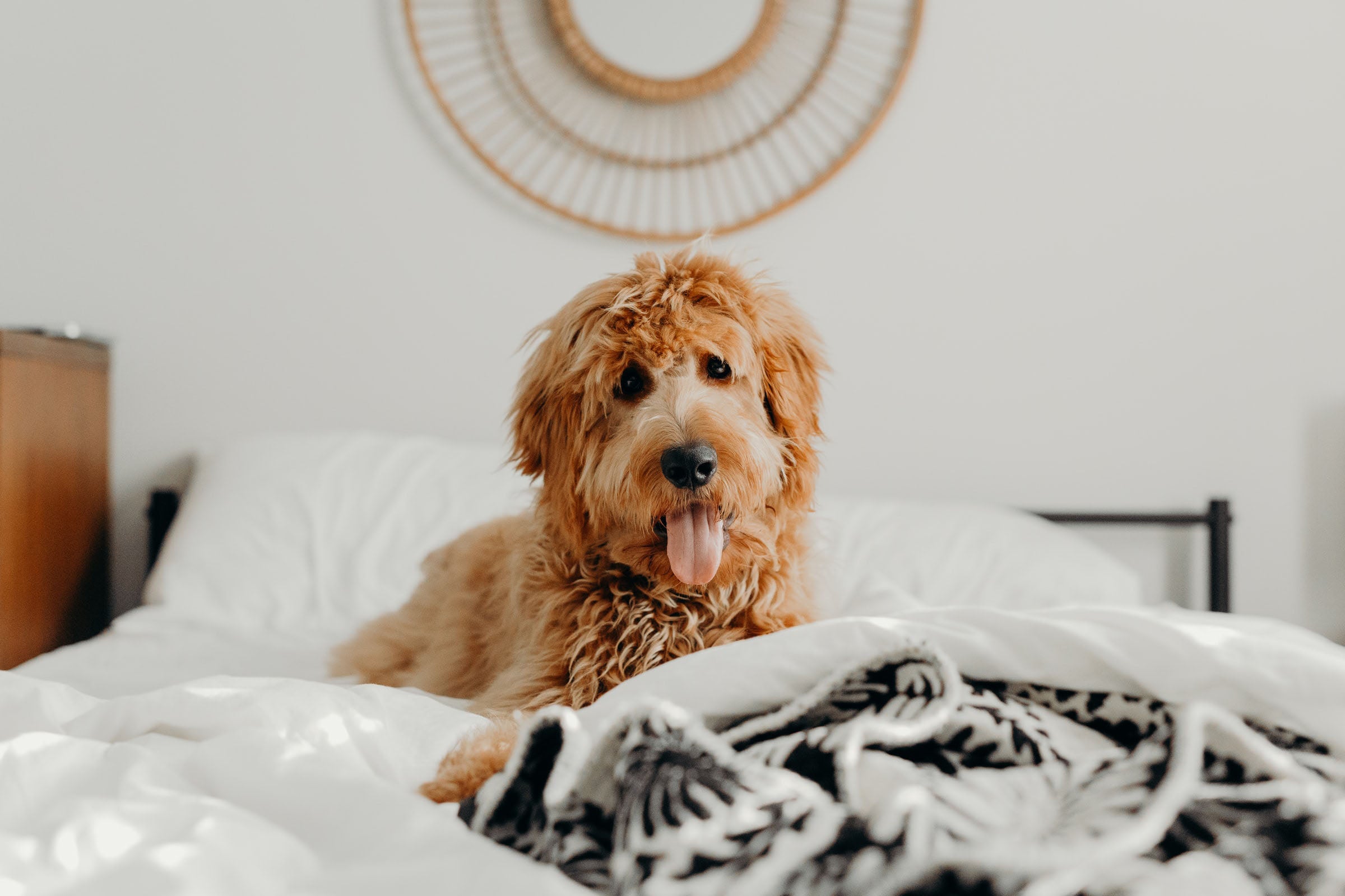 Best Pet Friendly Bedding Tips for How to Remove Pet Hair from