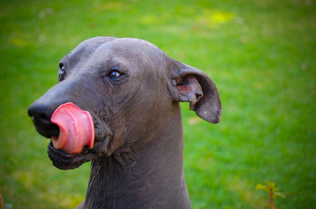 20 of the Rarest Dog Breeds in the World