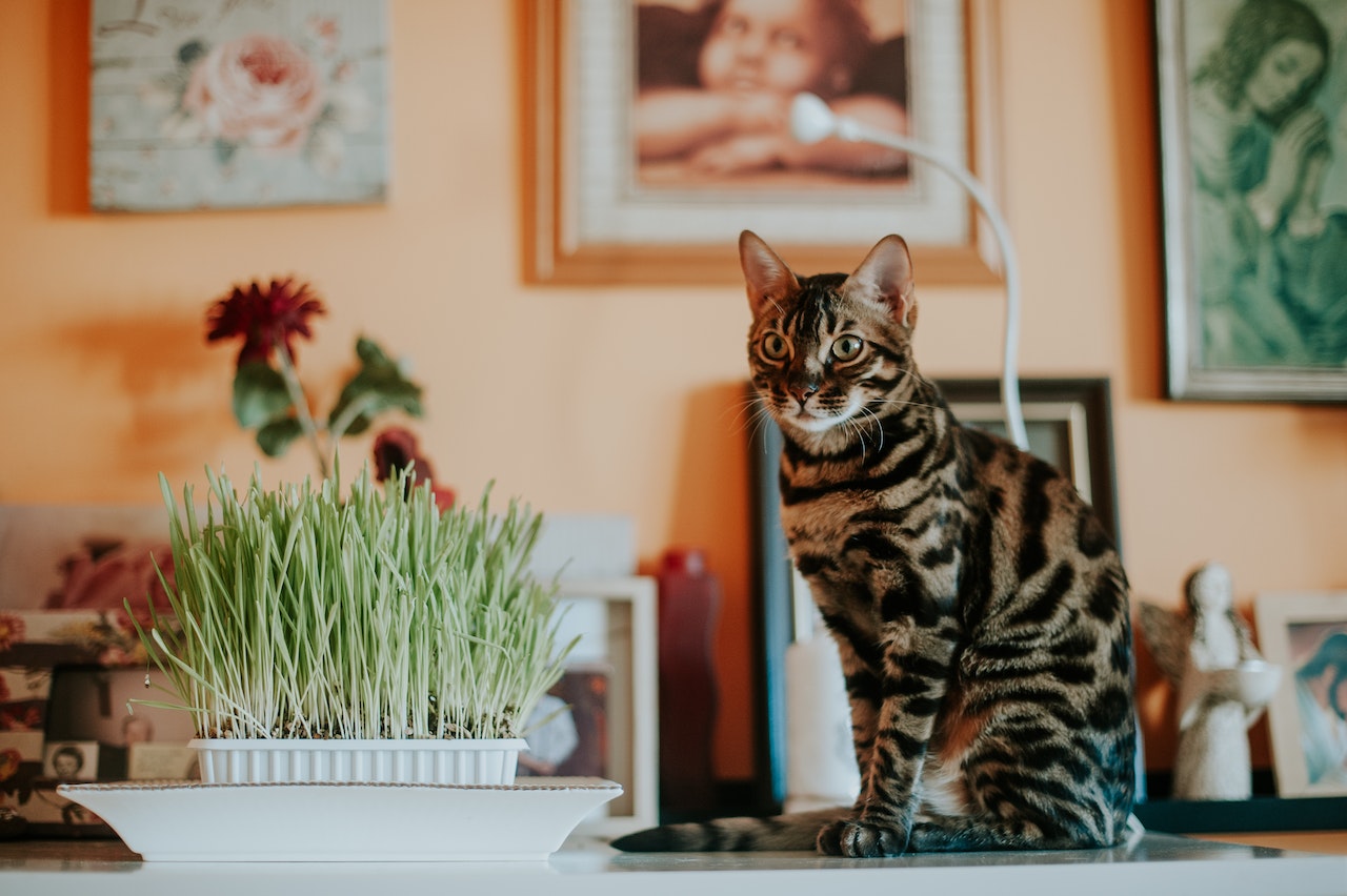 Bengal Cat sitting on table