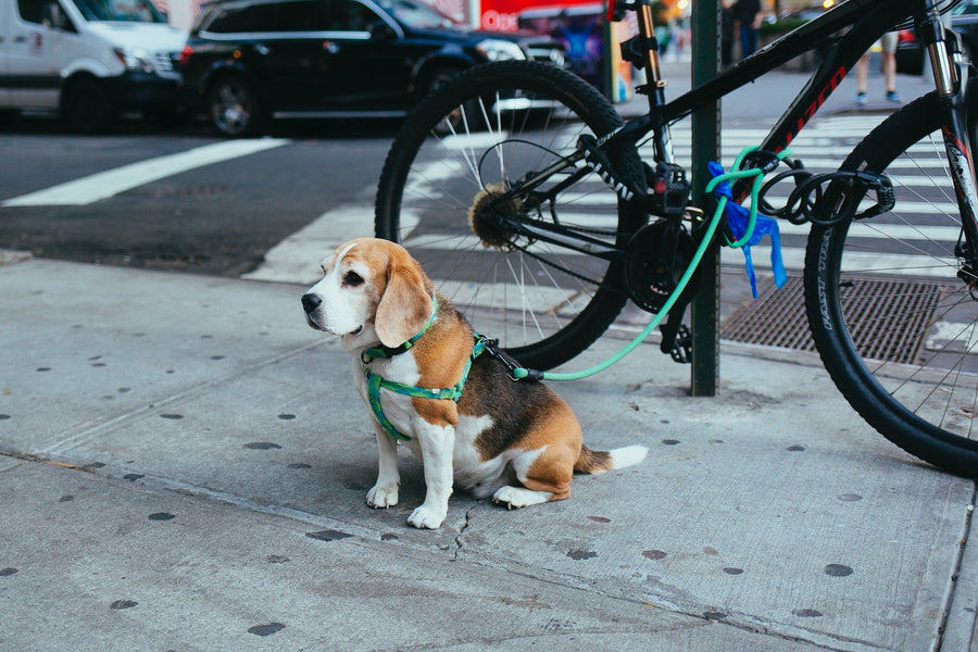 7 Safety Tips for Riding Your Bike with Your Dog Neater Pets
