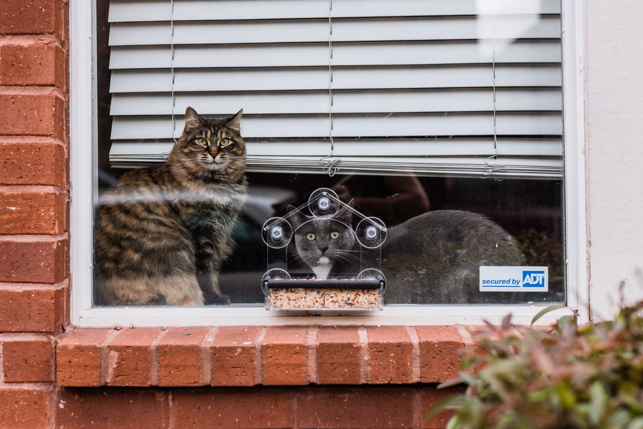 Cats sitting on windowsill watching for birds