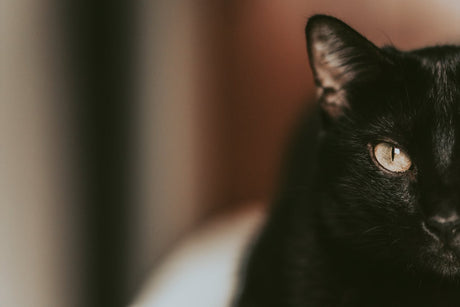 Black cat looking at camera