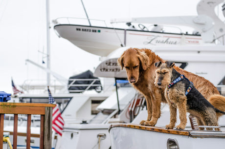 Dogs on a boat