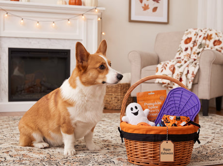 Corgi with a boo basket in the living room