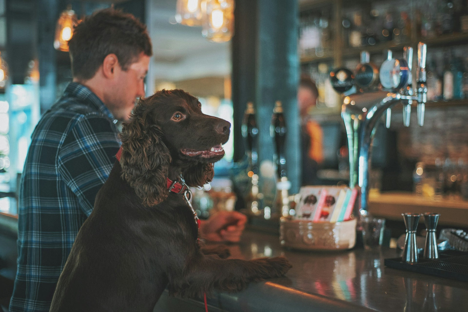 Dog at brewery