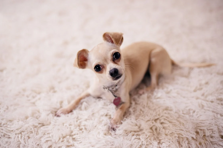 Foster dog laying on carpet 