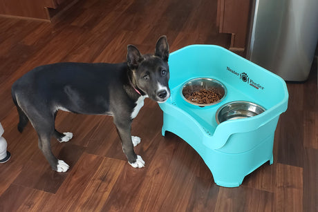 Dog with bowl
