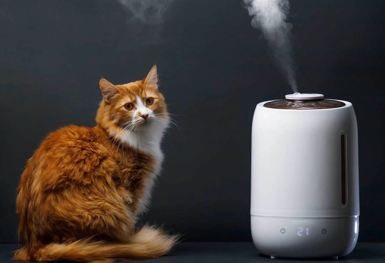 cat with humidifier