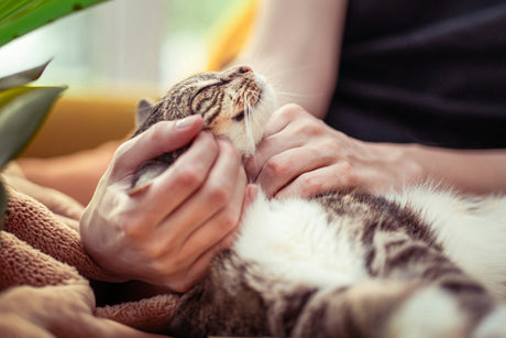 Woman scratching a cat's chin