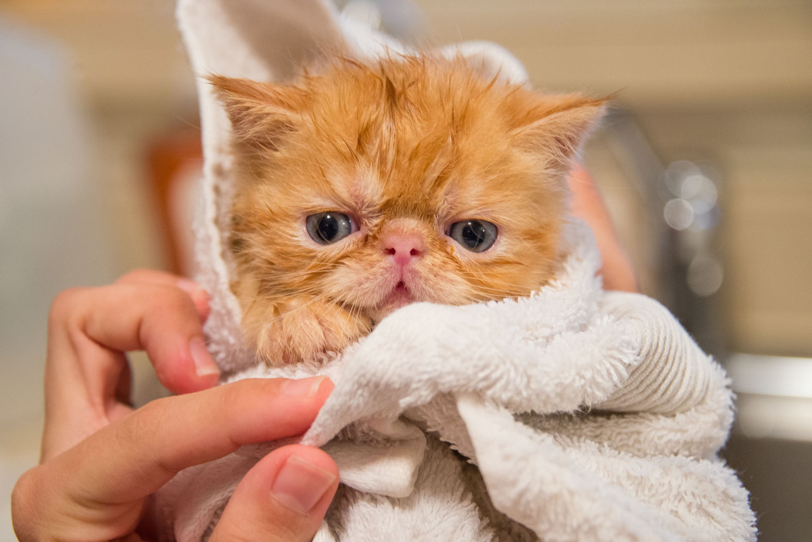 Cat in towel