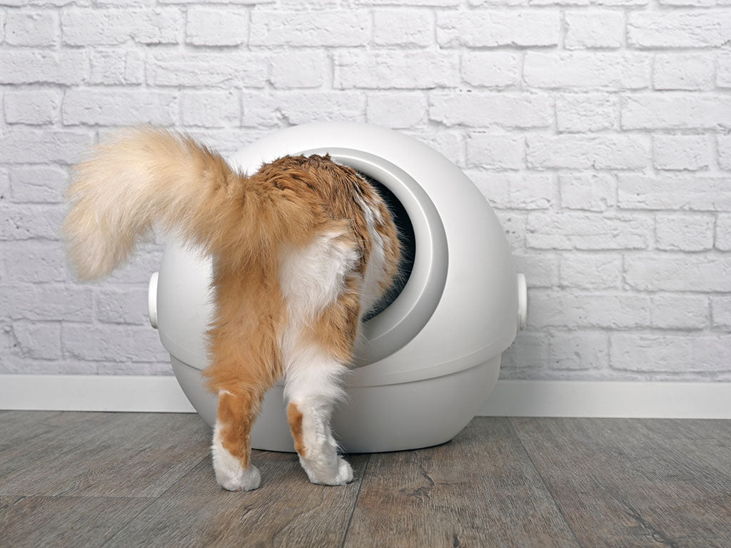 Cat entering automatic litter box.