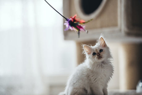 Cat looking at a toy