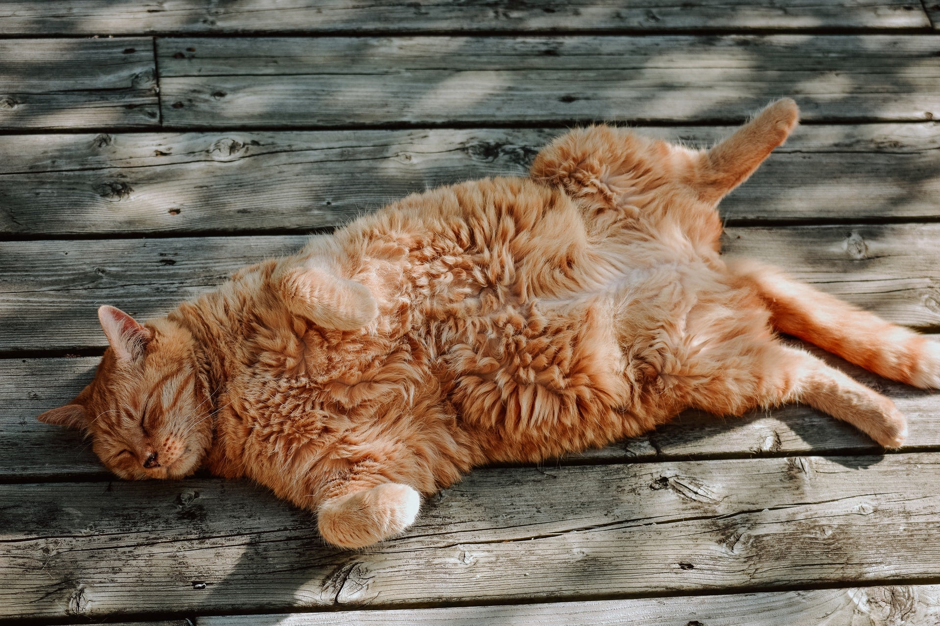 The Primordial Pouch: Learn More about Your Cat's Saggy Belly
