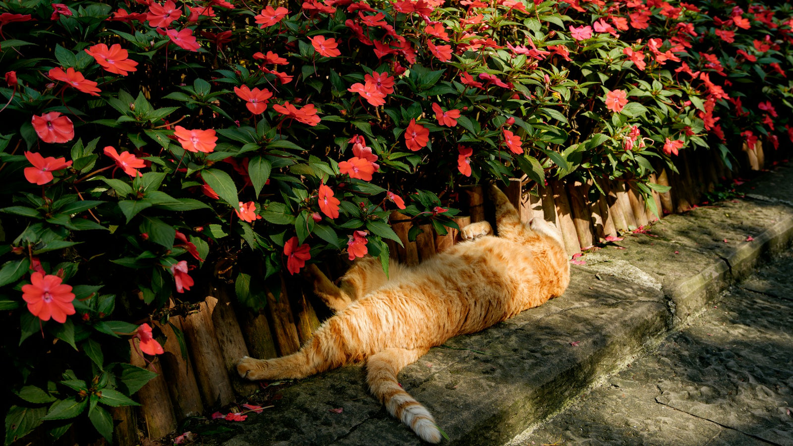 Cat laying with flowers