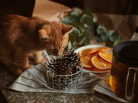 Cat smelling pinecones